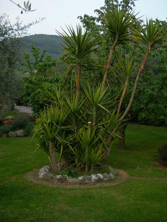 Gli Olivi Villa Calci Dış mekan fotoğraf